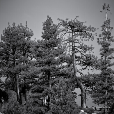 Bent Tree: Toiyabe National Forest, Gardnerville, Nevada, 2012