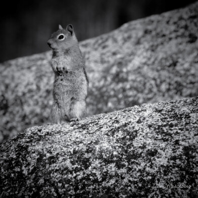 Chipmunk Rock: Emerald Bay State Park, Eldorado National Forest, California, 2012