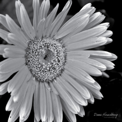 Close Flower, Study 1 - Land Park, California, 2005