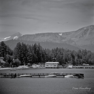 High Bird: South Lake Tahoe, California, 2006