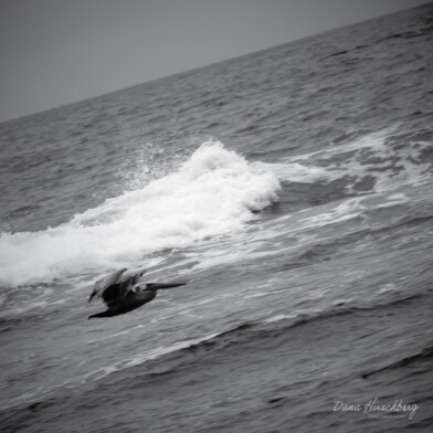 Pelican Fly: Fitzgerald Marine Reserve, Moss Beach, California, 2011