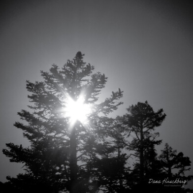 Sun Tree: The Ridge Tahoe, Lake Tahoe, Nevada, 2011