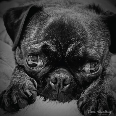 Sacramento, California, 2026 Litte Pug - Sacramento, California, 2026