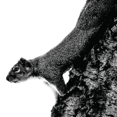 Squirrel Tree - Sacramento, California, 2026
