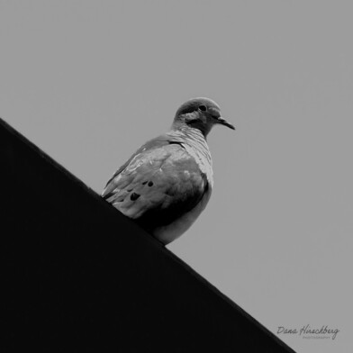 Bird Roof - Sacramento, California, 2026