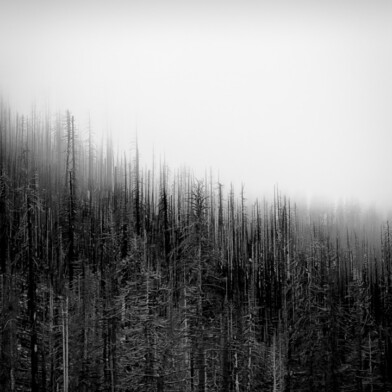 Dead Forest - ⁨Twin Bridges⁩, California, 2026