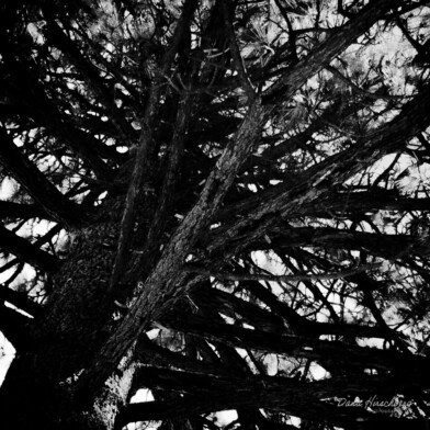 Tree Branch - South Lake Tahoe⁩, California, 2026