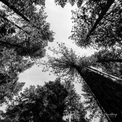 Tree Sky - Kings Beach⁩, California, USA, 2026