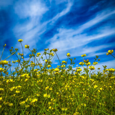 Weed Sky - Sacramento, California, 2026