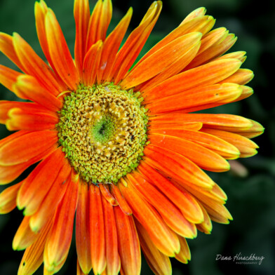 Close Flower, Study 2 - Land Park, California, 2005