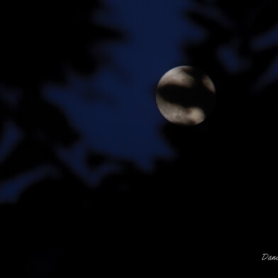 Hidden Moon - Sacramento, California, 2026