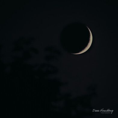 Tree Moon - Sacramento, California, 2026