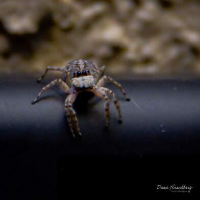 Jumping Spider, Study 2 - Sacramento, California, 2026