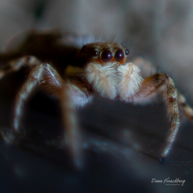 Jumping Spider, Study 2 - Sacramento, California, 2026